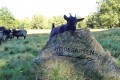 logoheide logoheide