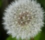 P1000047n Pusteblume mit der FZ150 Foto: Michael Mahlke
